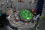 ZT Performance GEN2, 6 Lamellen Kupplung bis 20NM für Simson S51, KR51/2, SR50